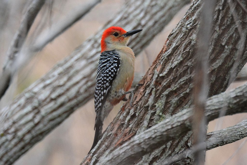 Woodpecker, Red-bellied, 2015-01201630 Eagle Lakes Community Park, FL.JPG - Red-bellied Woodpecker. Eagle Lakes Community Park, FL, 1-20-2015